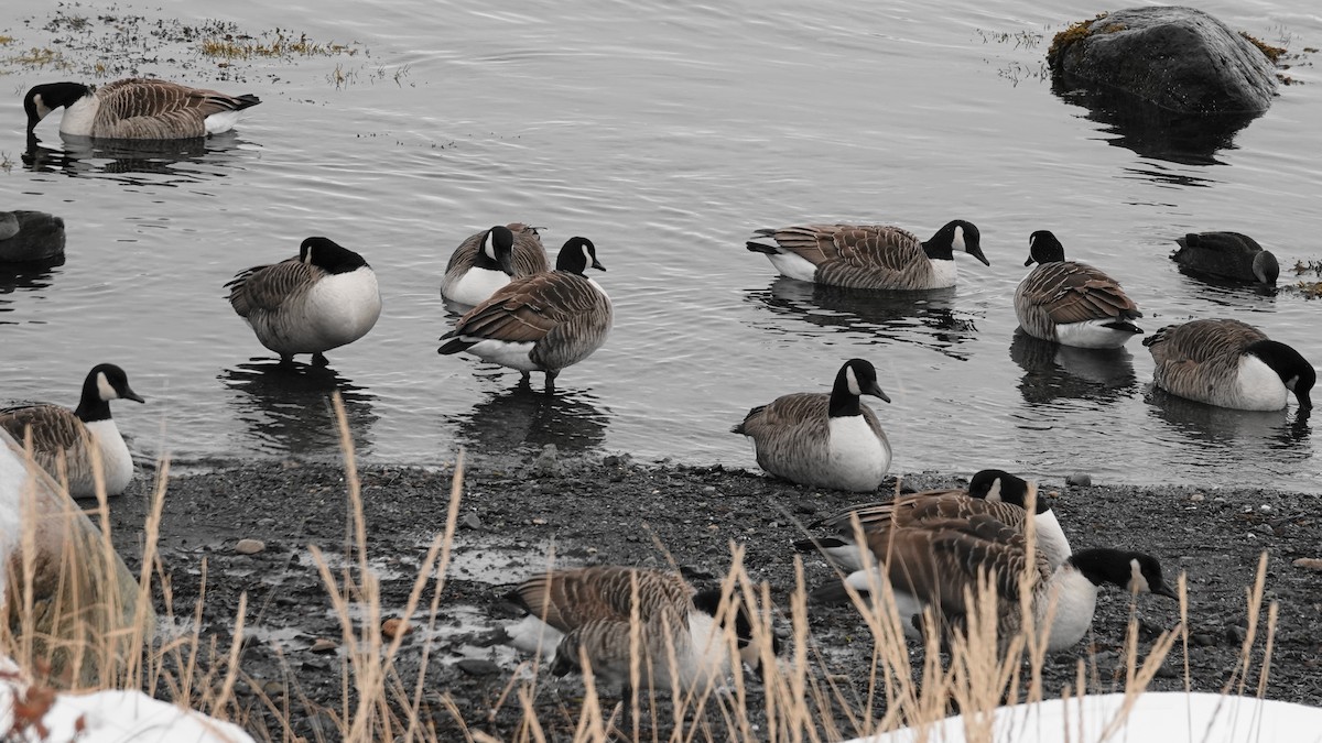 Canada Goose - ML82811911