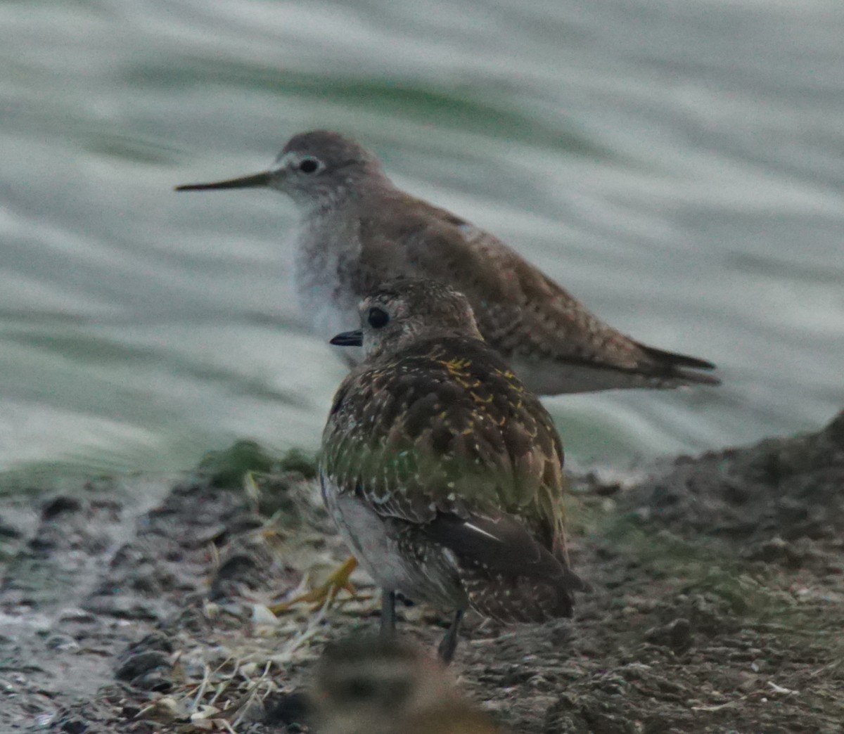 American Golden-Plover - Nevine Jacob