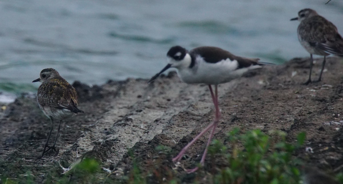 American Golden-Plover - ML82812791