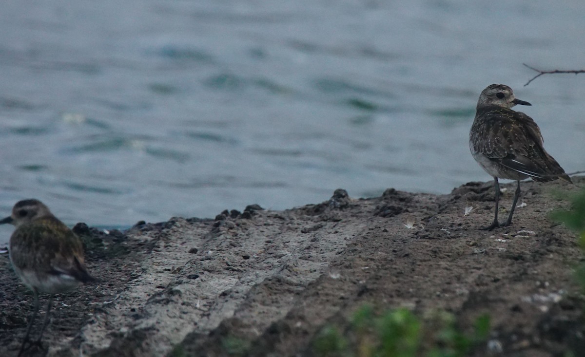 American Golden-Plover - ML82812801