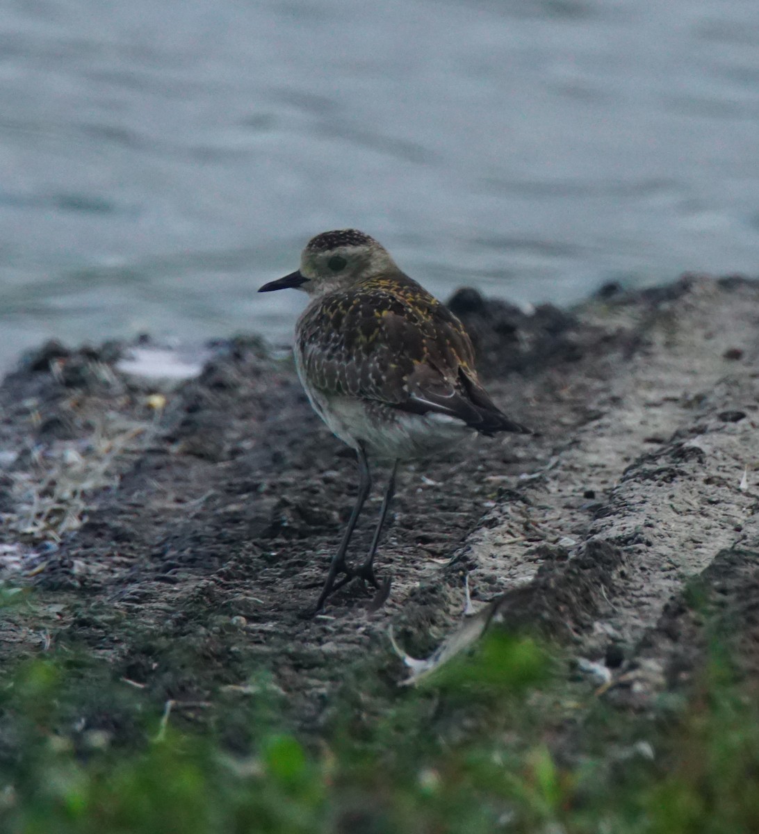 American Golden-Plover - ML82812811