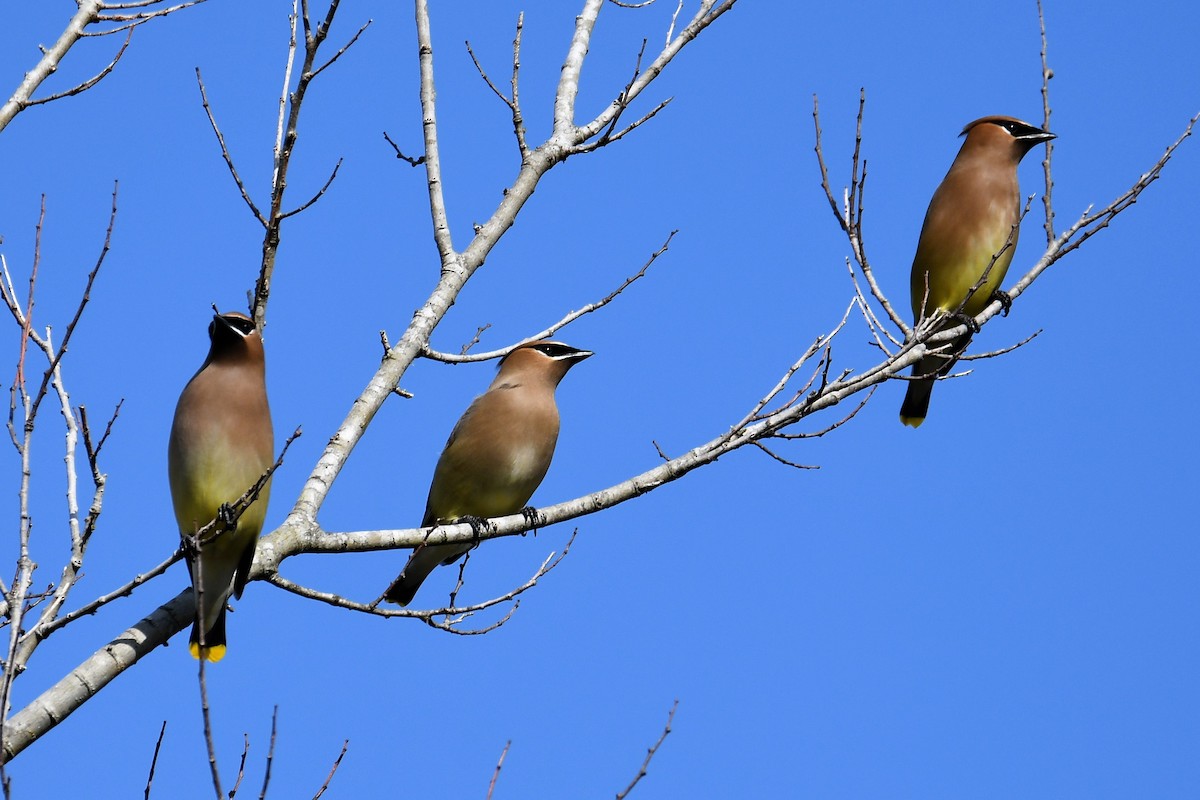 Cedar Waxwing - ML82813511