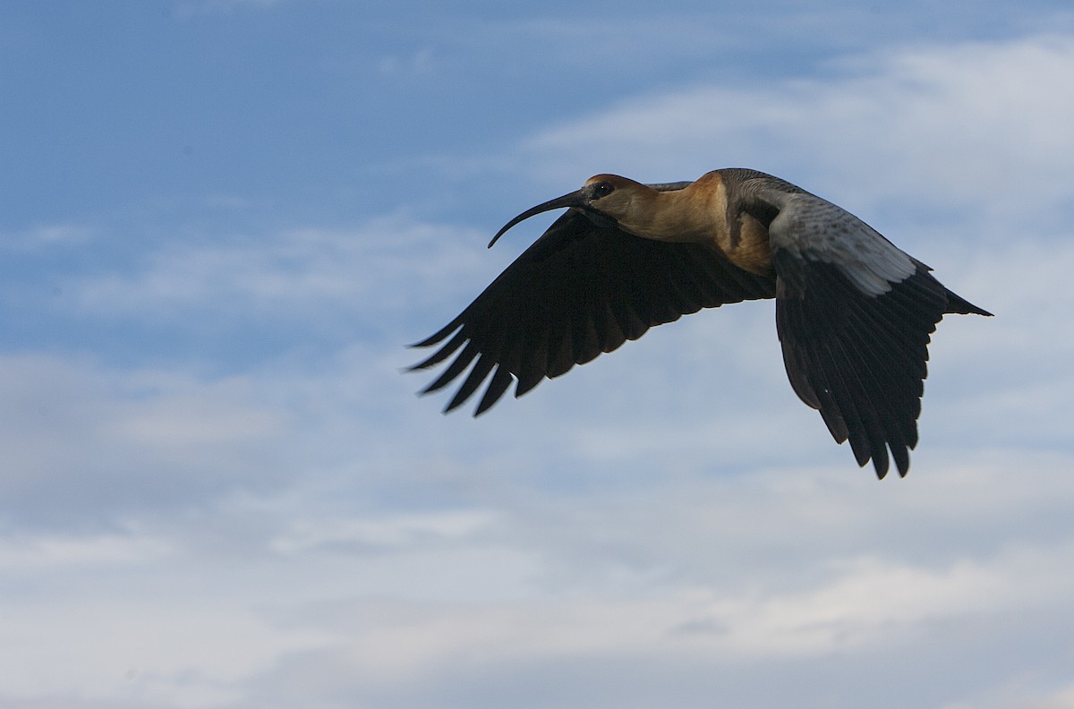 Black-faced Ibis - ML82816501