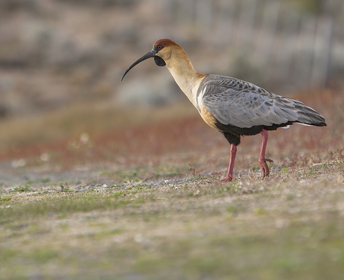 ibis laločnatý - ML82817171