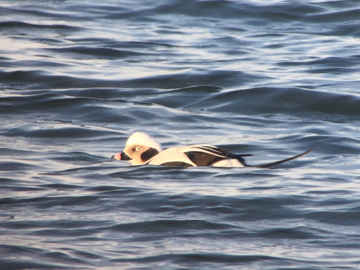 Long-tailed Duck - ML82817881