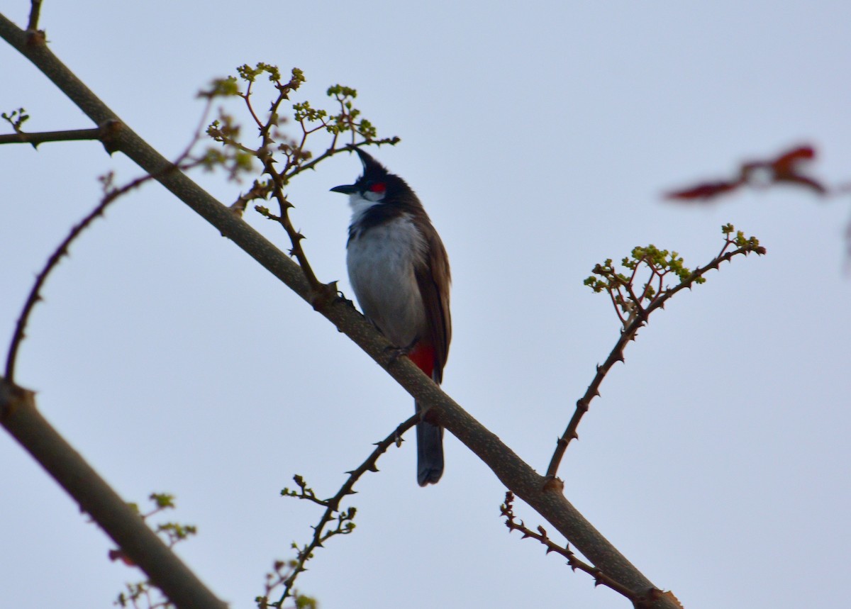 Red-whiskered Bulbul - ML82817901