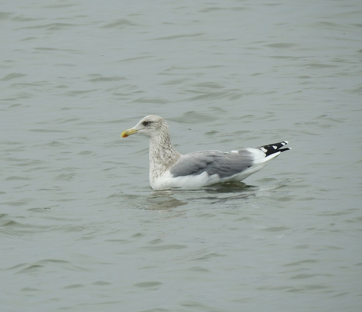 Herring Gull - Maggie Chen