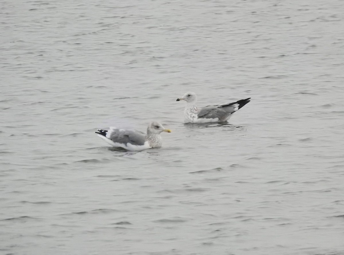 Herring Gull - Maggie Chen