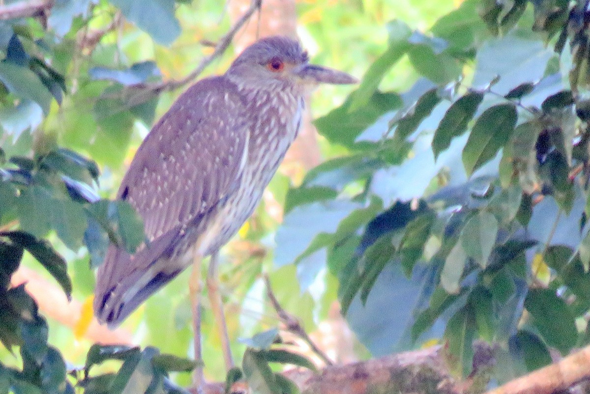 Yellow-crowned Night Heron - ML82818841