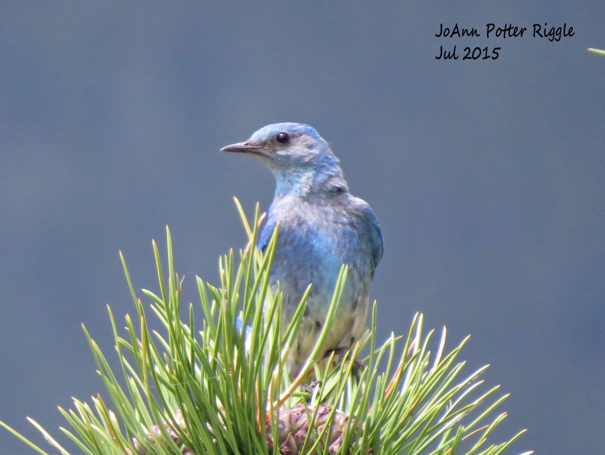 Mountain Bluebird - ML82820731