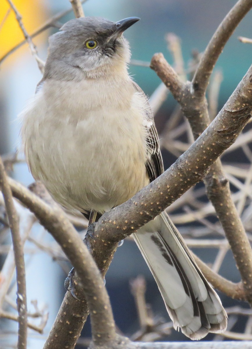 Northern Mockingbird - Mary Beth Kooper