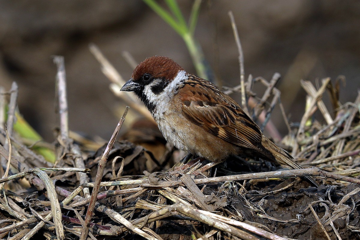 Eurasian Tree Sparrow - ML82821911