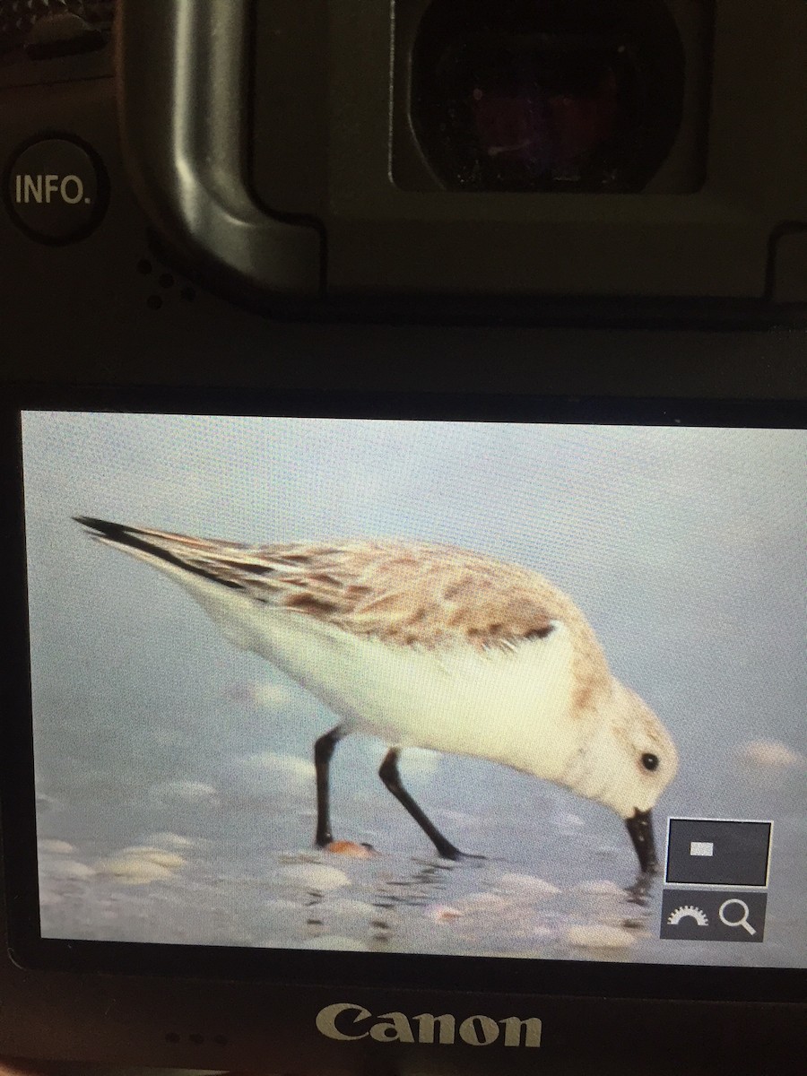 Sanderling - ML82822201