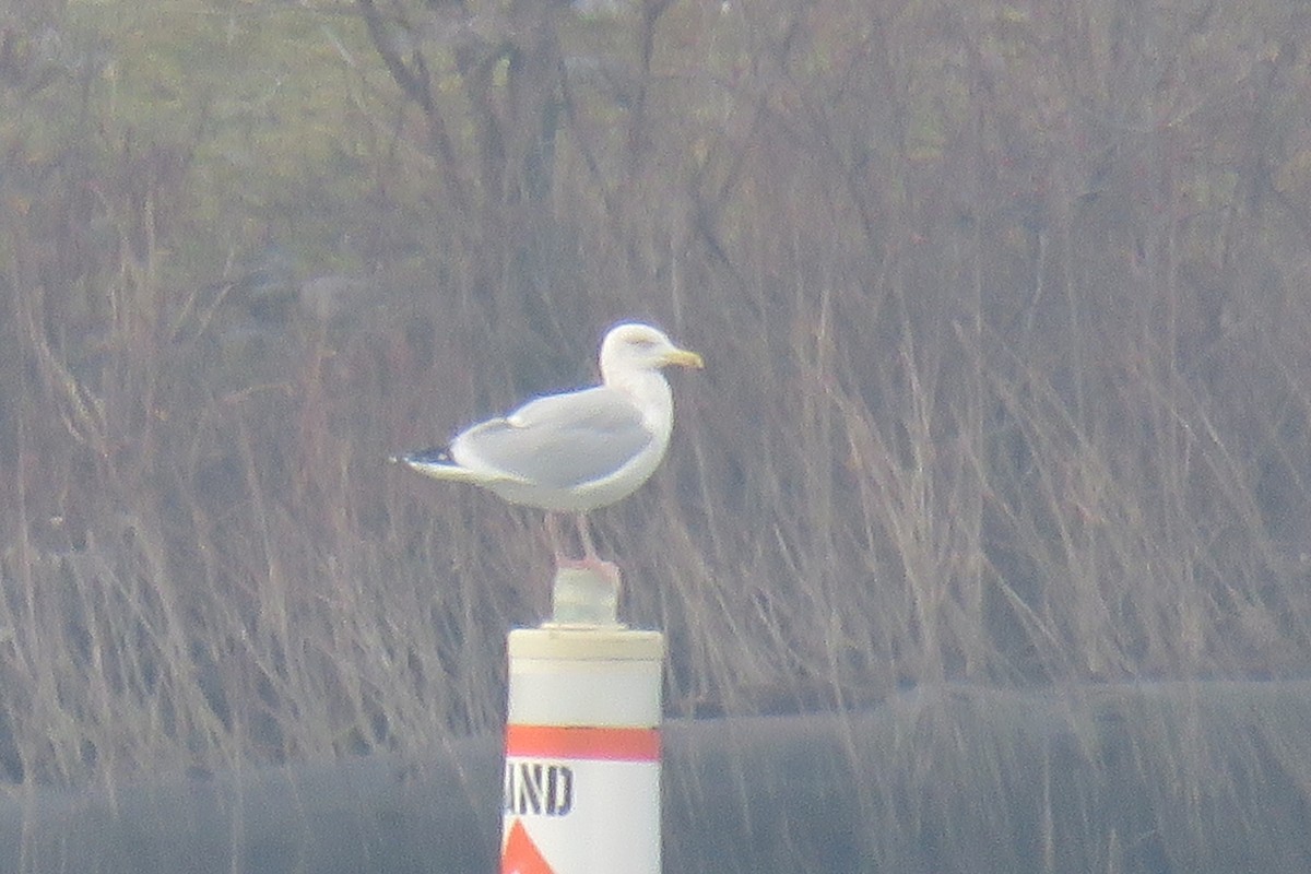 Herring Gull - Curtis Mahon