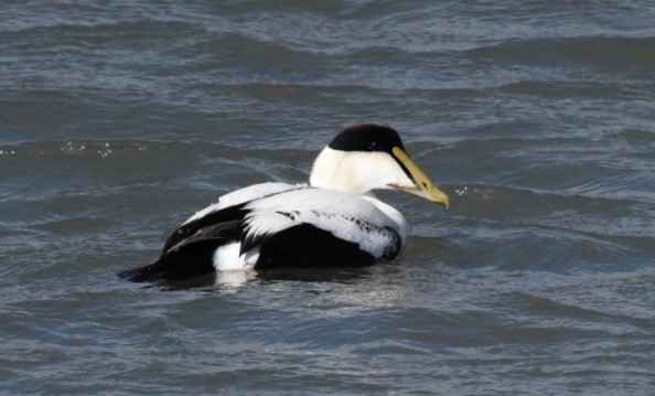 Common Eider - Joe Donahue