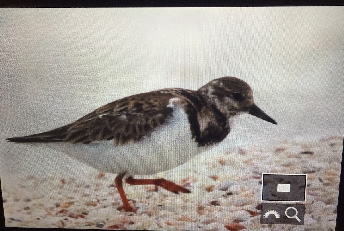 Ruddy Turnstone - ML82822471