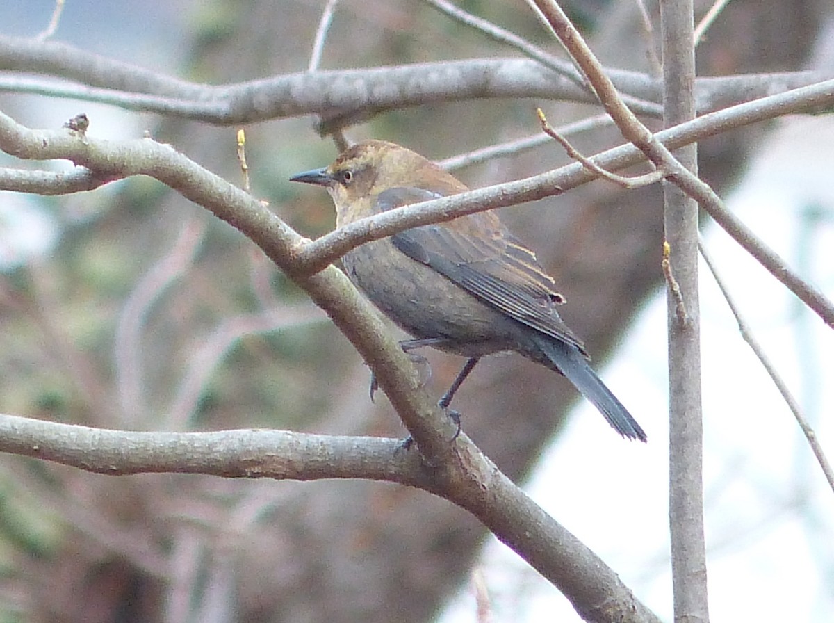 Rusty Blackbird - ML82823421