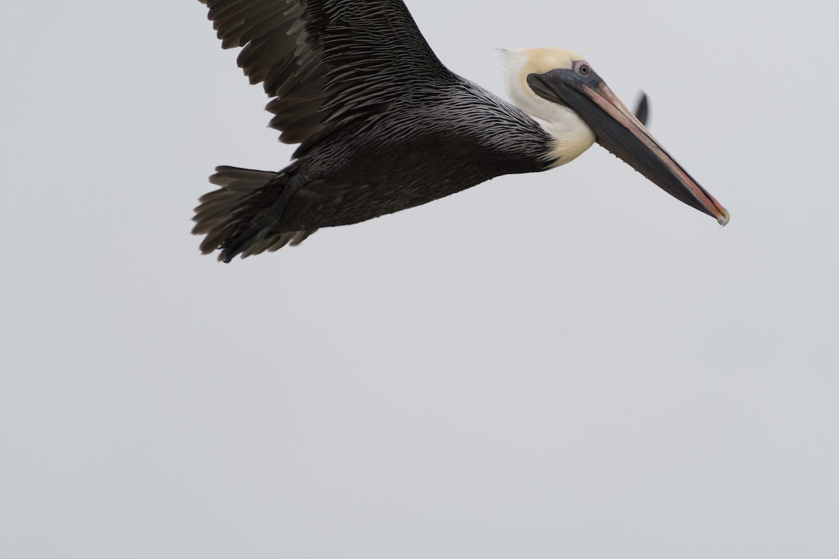 pelikán hnědý - ML82824631