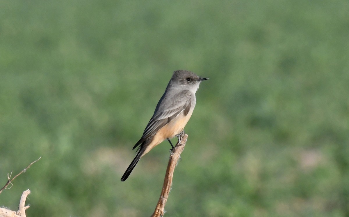 Say's Phoebe - Annette McClellan