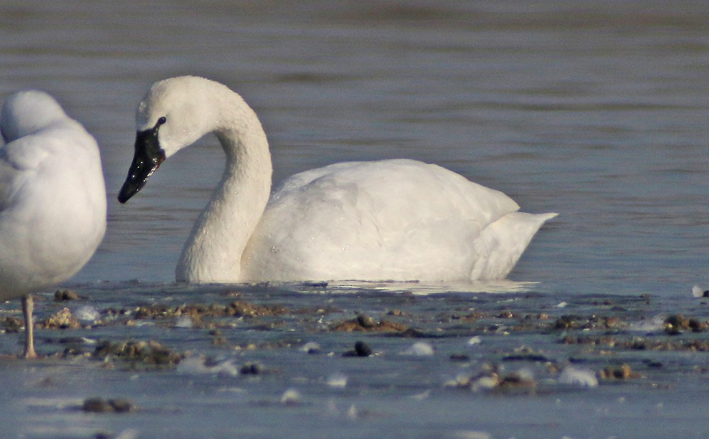 Tundra Swan - ML82825511