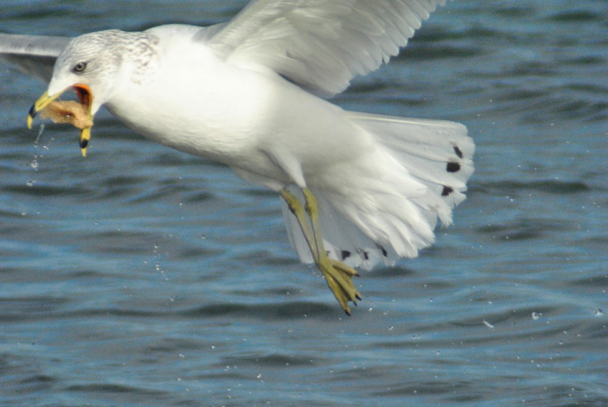 Ring-billed Gull - ML82828061