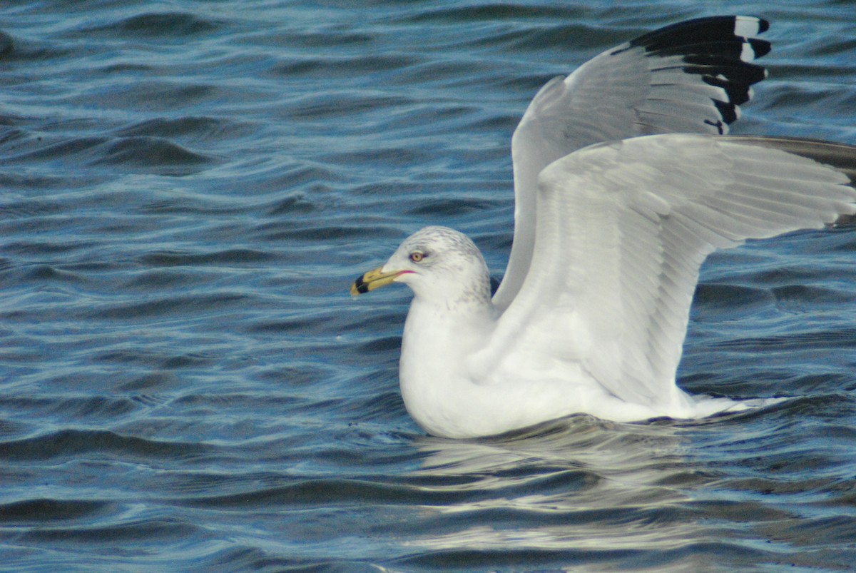 Ring-billed Gull - ML82828591