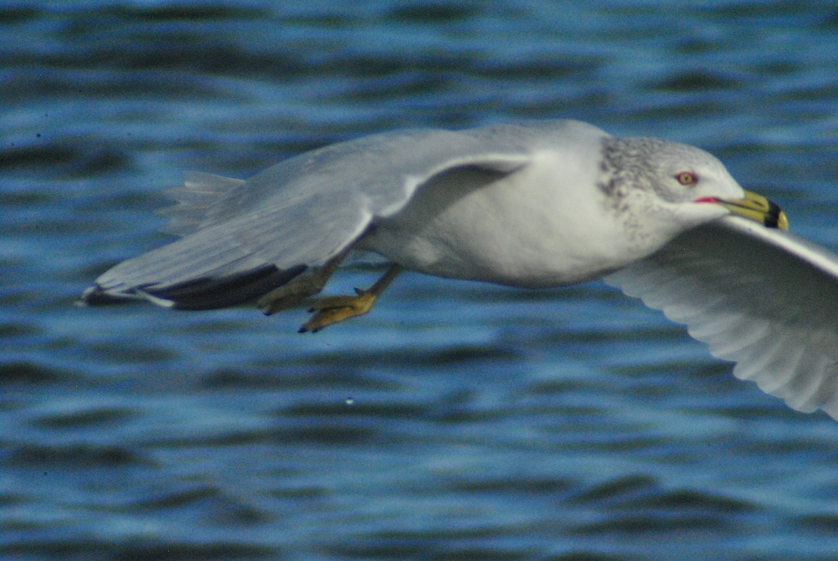 Ring-billed Gull - Sean Cozart