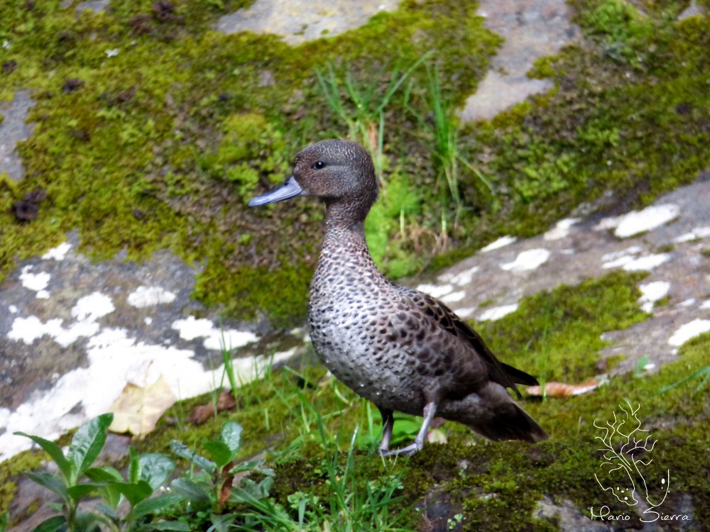 Andean Teal - ML82829721