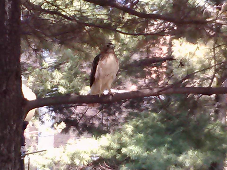 Red-tailed Hawk - ML82833311