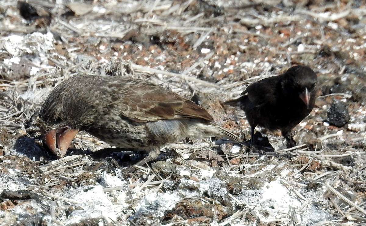 Large Ground-Finch - David Bree