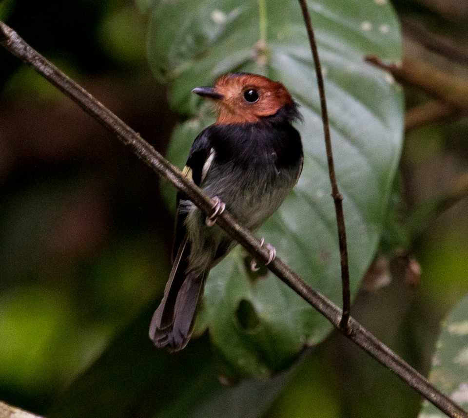 Black-chested Tyrant - ML82836131