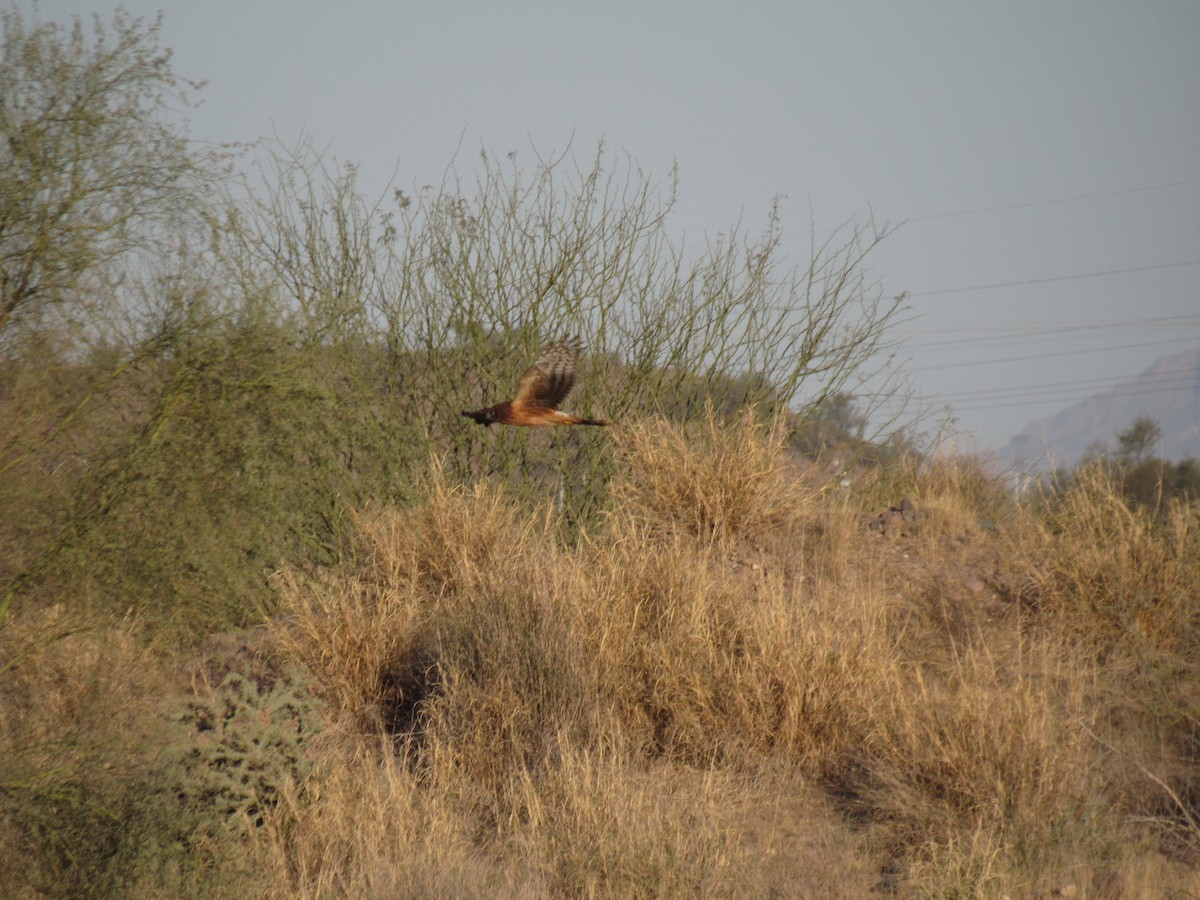 Northern Harrier - ML82837591