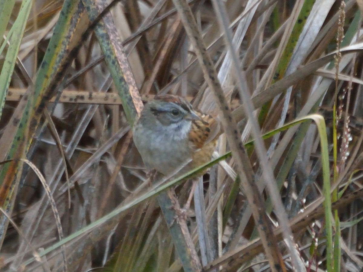 Swamp Sparrow - Bente Torvund