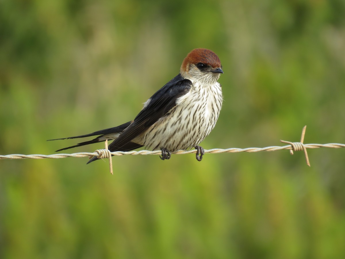 Golondrina Cabecirrufa - ML82838551