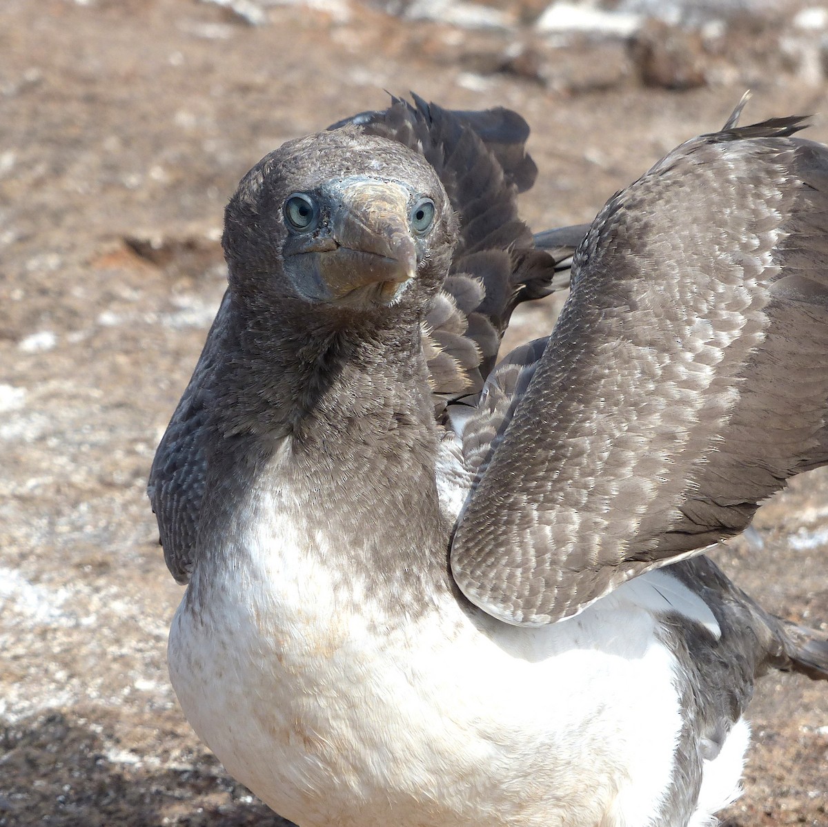 Nazca Booby - David Bree