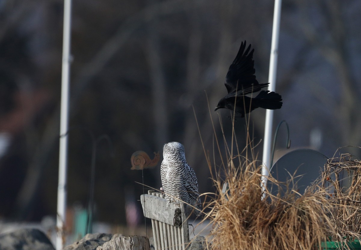 American Crow - Jay McGowan