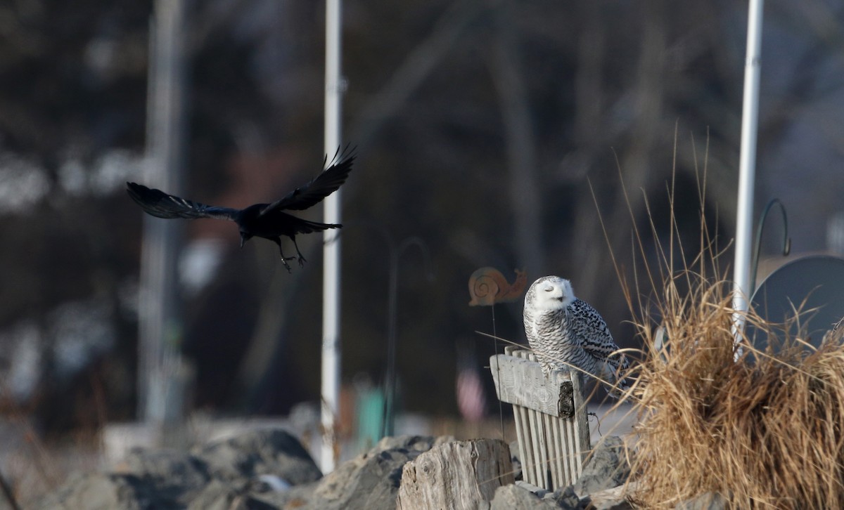 American Crow - Jay McGowan