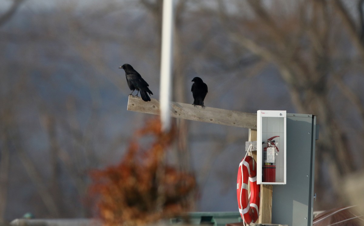 American Crow - ML82839221