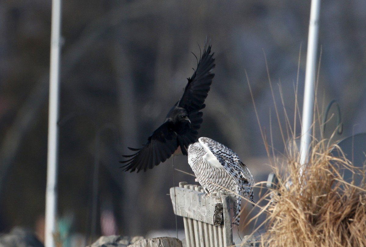 American Crow - ML82839301