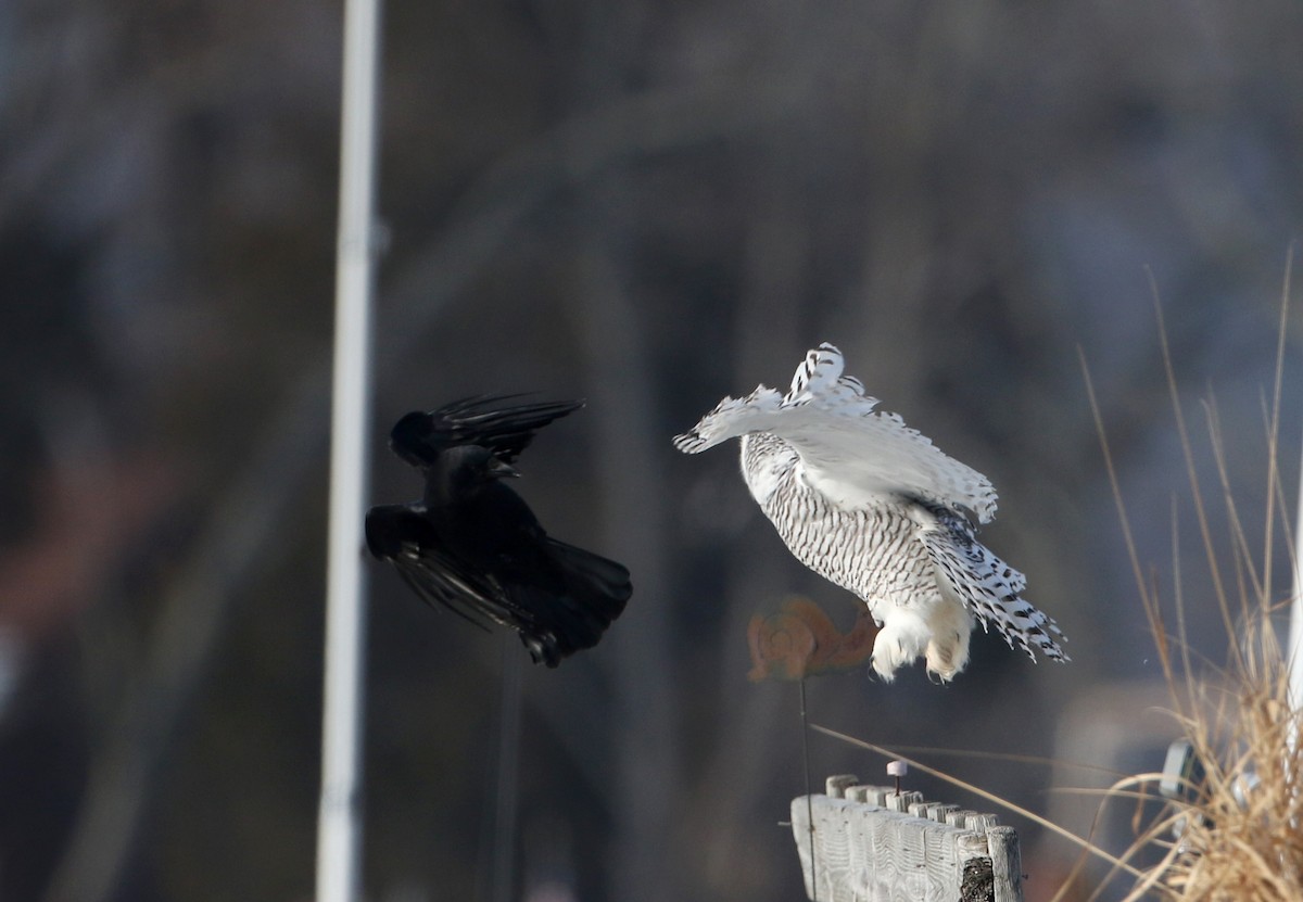 American Crow - Jay McGowan