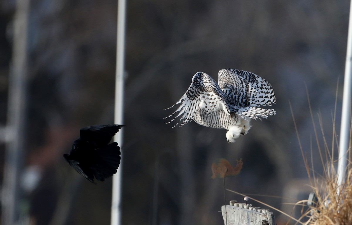 American Crow - Jay McGowan