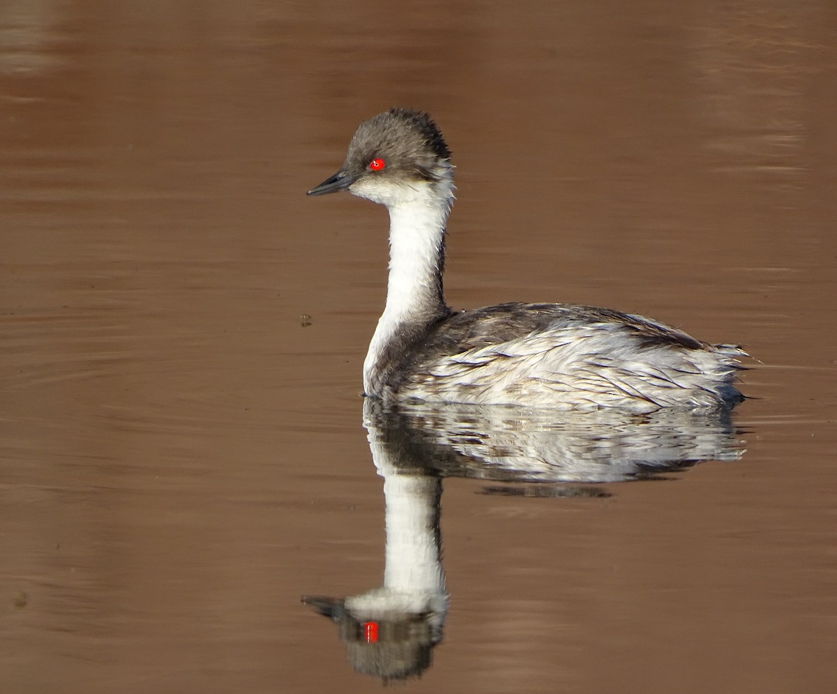 Silvery Grebe - ML82839591