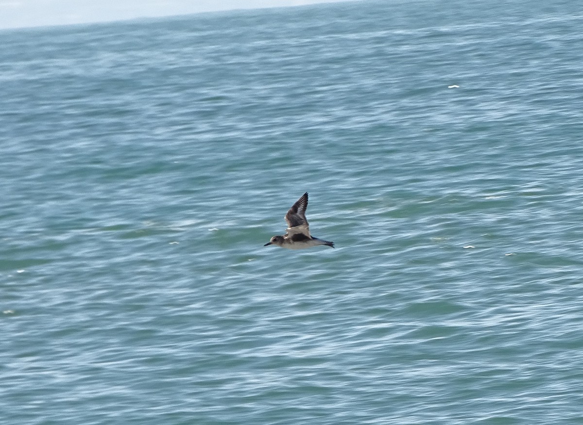 Black-bellied Plover - ML82839731