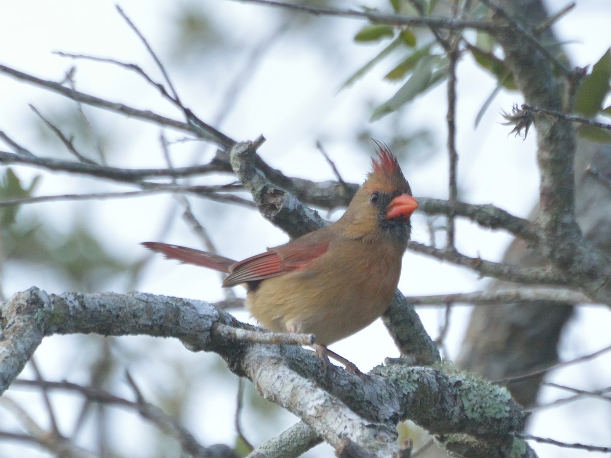 Northern Cardinal - ML82839741