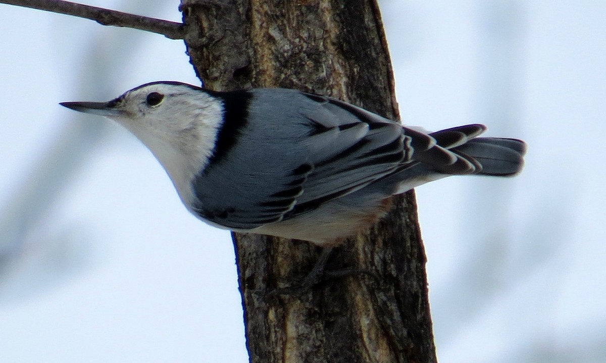 White-breasted Nuthatch - ML82839811