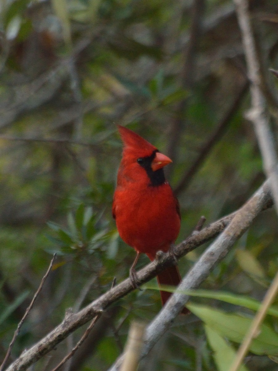 Northern Cardinal - Bente Torvund