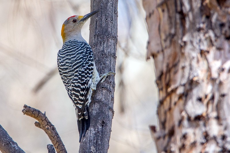 Golden-fronted Woodpecker - Juan Miguel Artigas Azas