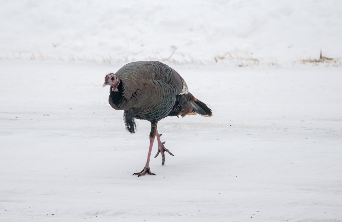 Wild Turkey - ML82841731