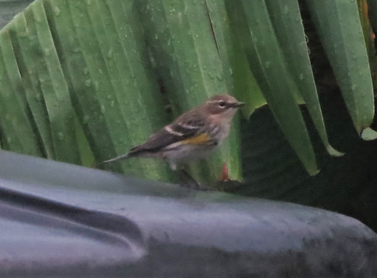 myrteparula - ML82841801