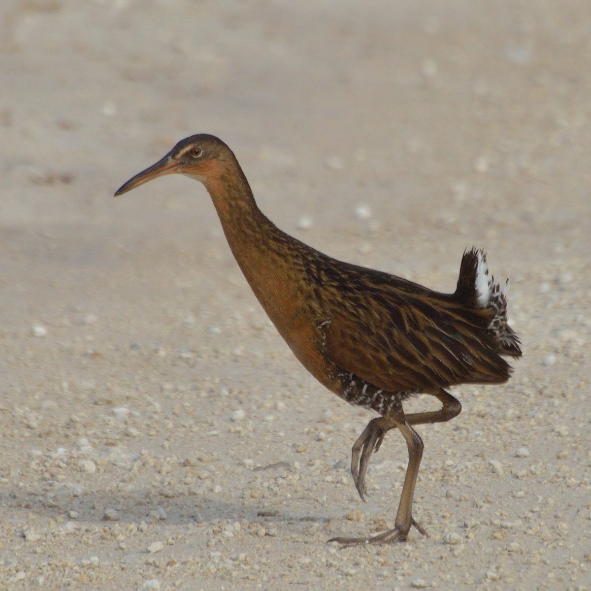 King Rail - Bente Torvund